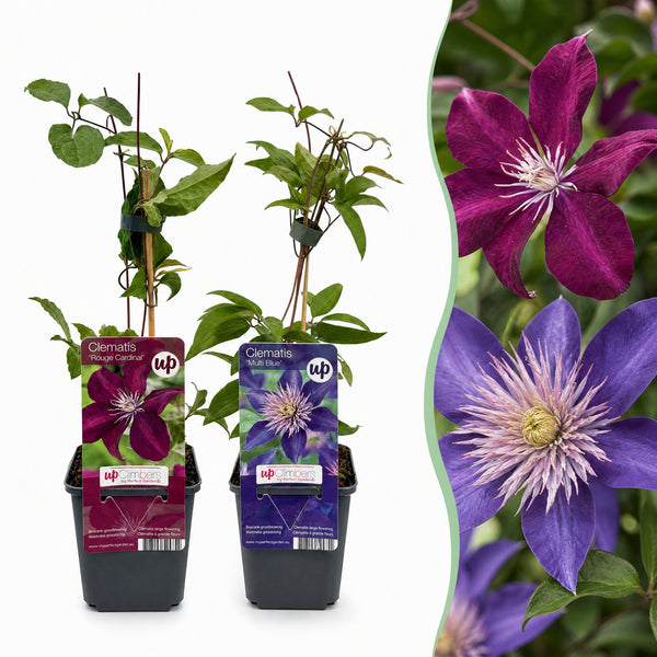 Waldreben-Set „Duo Blue & Red" – Clematis in Blau und Rot