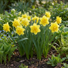 Gefüllte Narzisse ‚Golden Ducat' – Narcissus – Ansicht 2