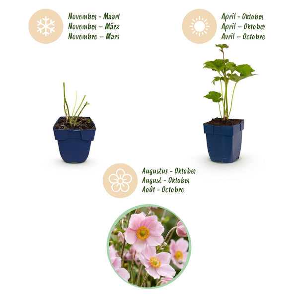 Herbst-Anemone ‚Königin Charlotte' – Anemone hybrida – Ansicht 4