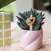 Crassula ovata ‚Tarantula' – Ansicht 2