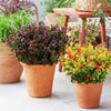 Traubenheide-Duo – Leucothoe in Gelb & Rot – Ansicht 5