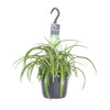 Grünlilie ‚Bonnie' – Chlorophytum comosum