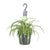 Grünlilie ‚Bonnie' – Chlorophytum comosum