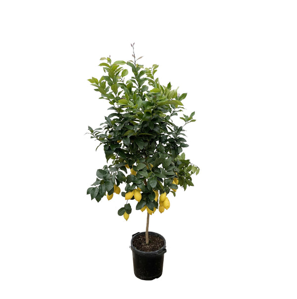 Zitronenbaum – Citrus limon