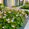 Storchschnabel ‚Spessart' – Geranium macrorrhizum – Ansicht 6