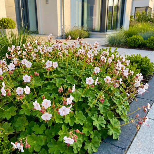 Storchschnabel ‚Spessart' – Geranium macrorrhizum – Ansicht 6