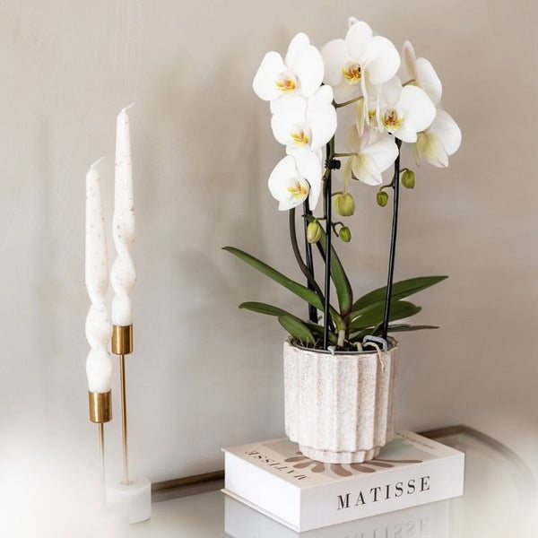 Schmetterlingsorchidee ‚Niagara Fall White' – Phalaenopsis – Ansicht 6