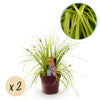 Japan-Segge ‚Everillo' – Carex oshimensis