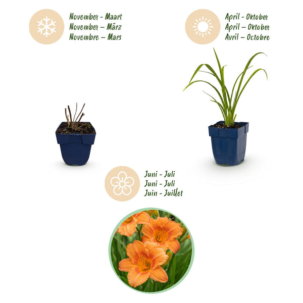 Taglilie ‚Mauna Loa' – Hemerocallis – Ansicht 4