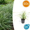 Japan-Segge ‚Ice Dance' – Carex morrowii