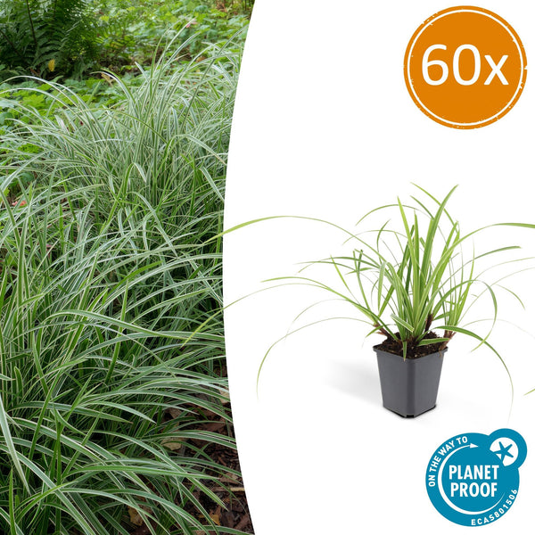 Japan-Segge ‚Ice Dance' – Carex morrowii