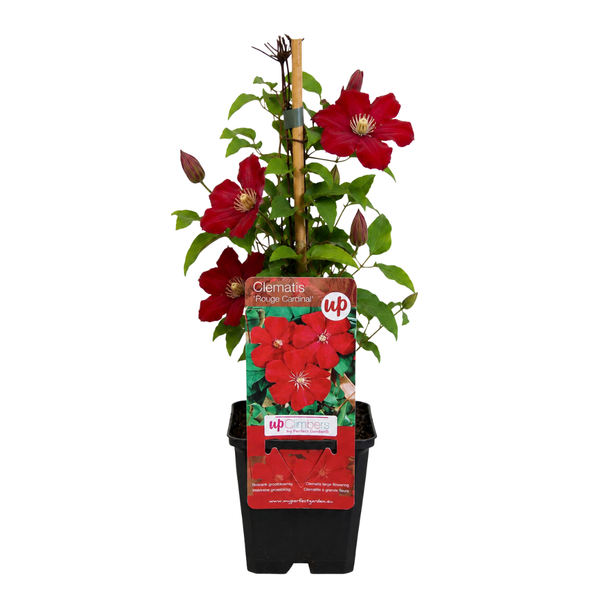 Waldrebe ‚Rouge Cardinal' – Clematis – Ansicht 2