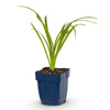 Taglilie ‚Arctic Snow' – Hemerocallis – Ansicht 2