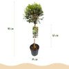 Liguster Stämmchen – Ligustrum delavayanum – Ansicht 3