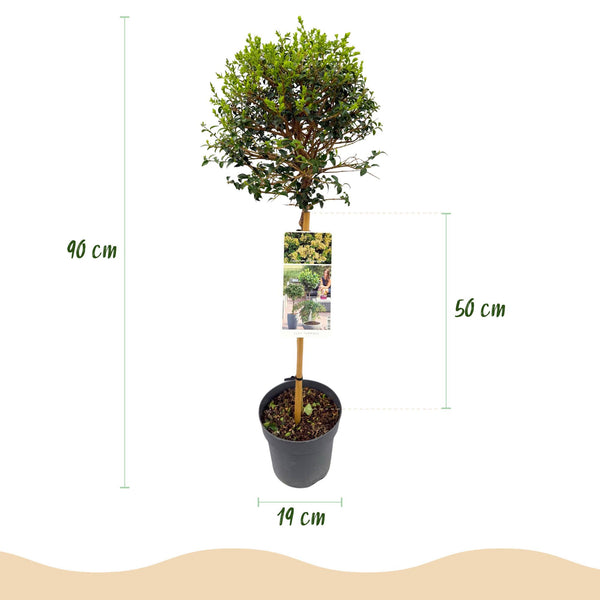 Liguster Stämmchen – Ligustrum delavayanum – Ansicht 3