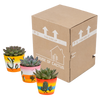 Sukkulenten-Set „Echeveria-Mix“ – 3 Echeverien – Ansicht 3