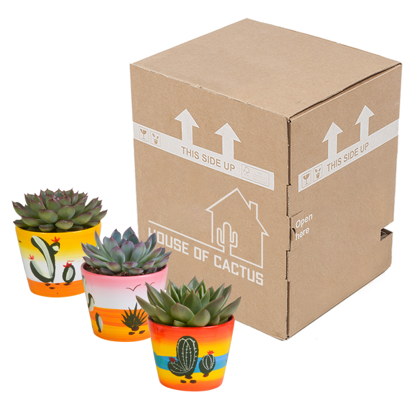 Sukkulenten-Set „Echeveria-Mix“ – 3 Echeverien – Ansicht 3
