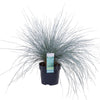 Blauschwingel ‚Azurit' – Festuca glauca – Ø 14 cm · 30 cm