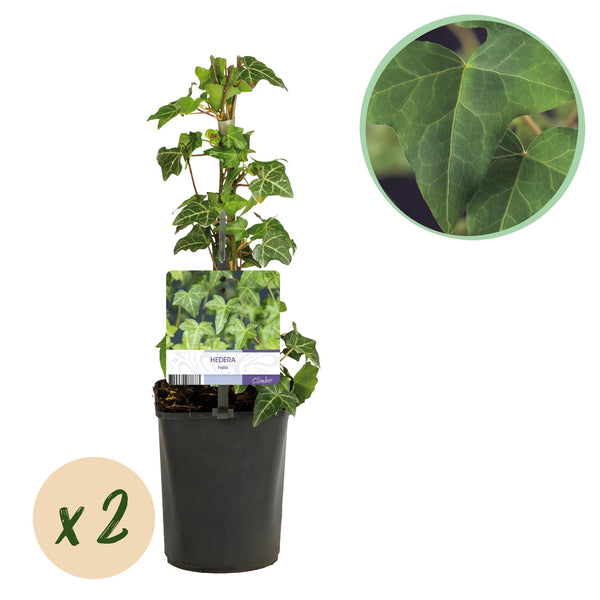 Efeu – Hedera helix