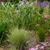 Blauschwingel ‚Golden Toupee' – Festuca glauca – Ansicht 5