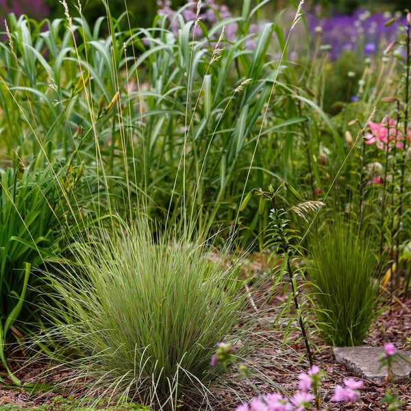 Blauschwingel ‚Golden Toupee' – Festuca glauca – Ansicht 5