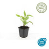 Weißer Sonnenhut ‚White Swan' – Echinacea purpurea – Ansicht 6