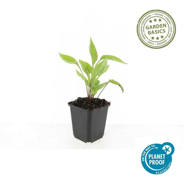 Weißer Sonnenhut ‚White Swan' – Echinacea purpurea – Ansicht 6