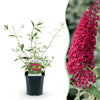 Schmetterlingsstrauch ‚Royal Red' – Buddleja davidii – Ansicht 2