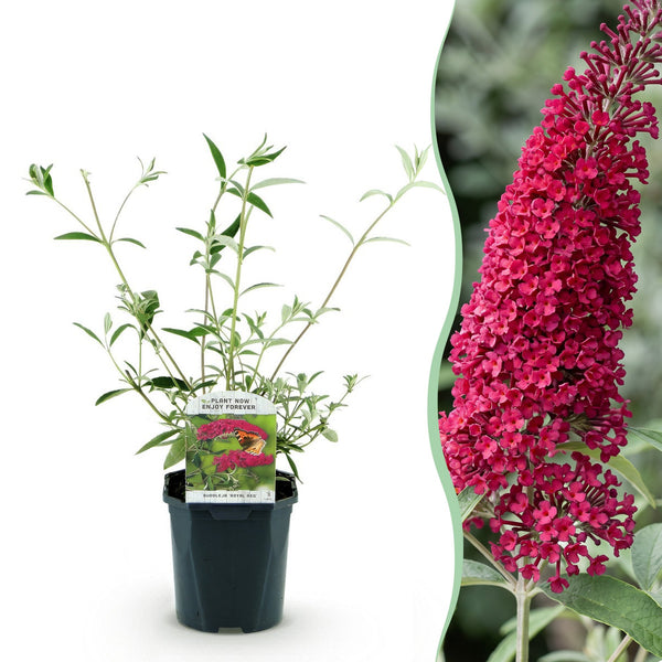 Schmetterlingsstrauch ‚Royal Red' – Buddleja davidii – Ansicht 2