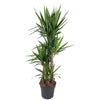 Riesen-Palmlilie – Yucca elephantipes