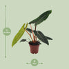 Philodendron billietiae – Ansicht 2