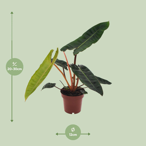 Philodendron billietiae – Ansicht 2