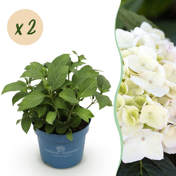 Bauernhortensie ‚Endless Summer The Bride' – Hydrangea macrophylla