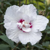 Garteneibisch Stämmchen ‚Starburst Chiffon' – Hibiscus syriacus – Ansicht 4