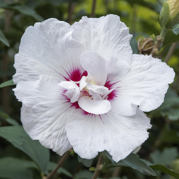 Garteneibisch Stämmchen ‚Starburst Chiffon' – Hibiscus syriacus – Ansicht 4