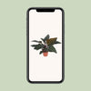 Philodendron ‚Congo Red' – Ansicht 4