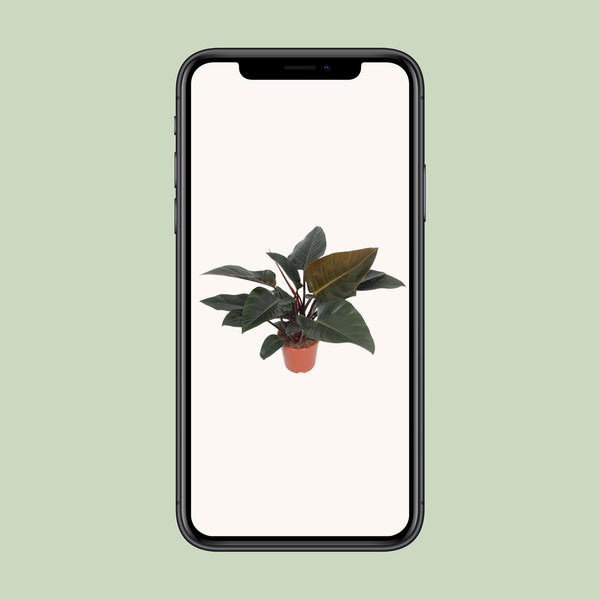 Philodendron ‚Congo Red' – Ansicht 4