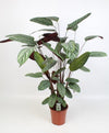 Ctenanthe oppenheimiana