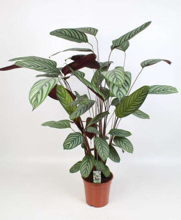Ctenanthe oppenheimiana