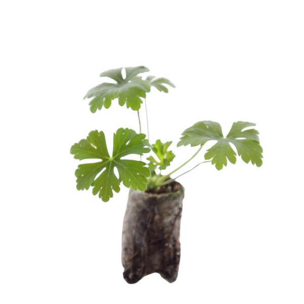 Storchschnabel – Geranium – Ansicht 3