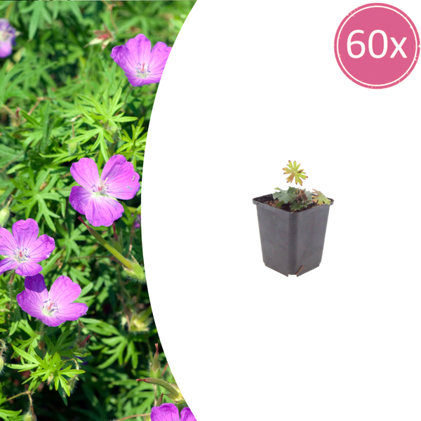 Blutroter Storchschnabel – Geranium sanguineum