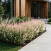 Harlekinweide ‚Flamingo' – Salix integra – Ansicht 6