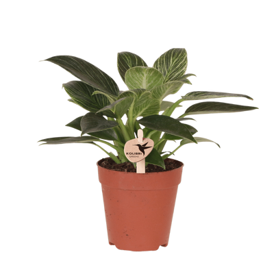 Philodendron ‚White Measure'