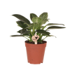 Philodendron ‚White Measure'
