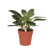 Philodendron ‚White Measure'