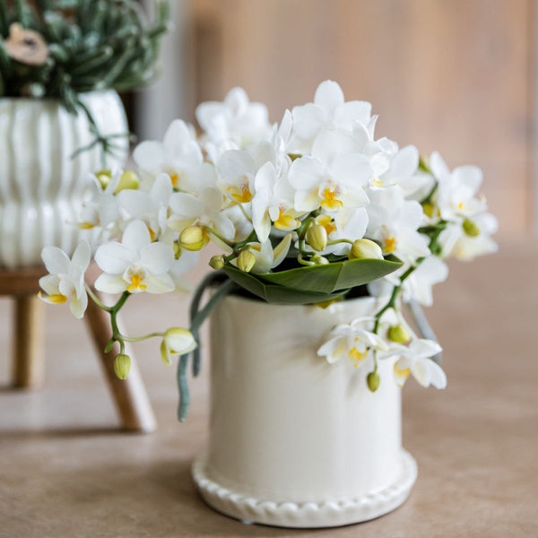 Schmetterlingsorchidee ‚Nazaré' – Phalaenopsis – Ansicht 3