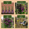 Waldrebe ‚Warszawska Nike' – Clematis – Ansicht 6