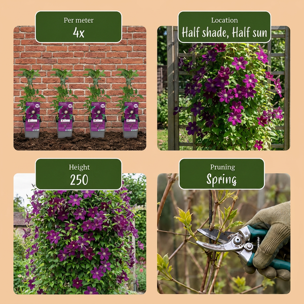 Waldrebe ‚Warszawska Nike' – Clematis – Ansicht 6