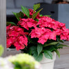 Bauernhortensie ‚Magical Tuesday & Sapphire' – Hydrangea macrophylla – Ansicht 5