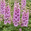 Rittersporn ‚Astolat' – Delphinium pacific – Ansicht 5